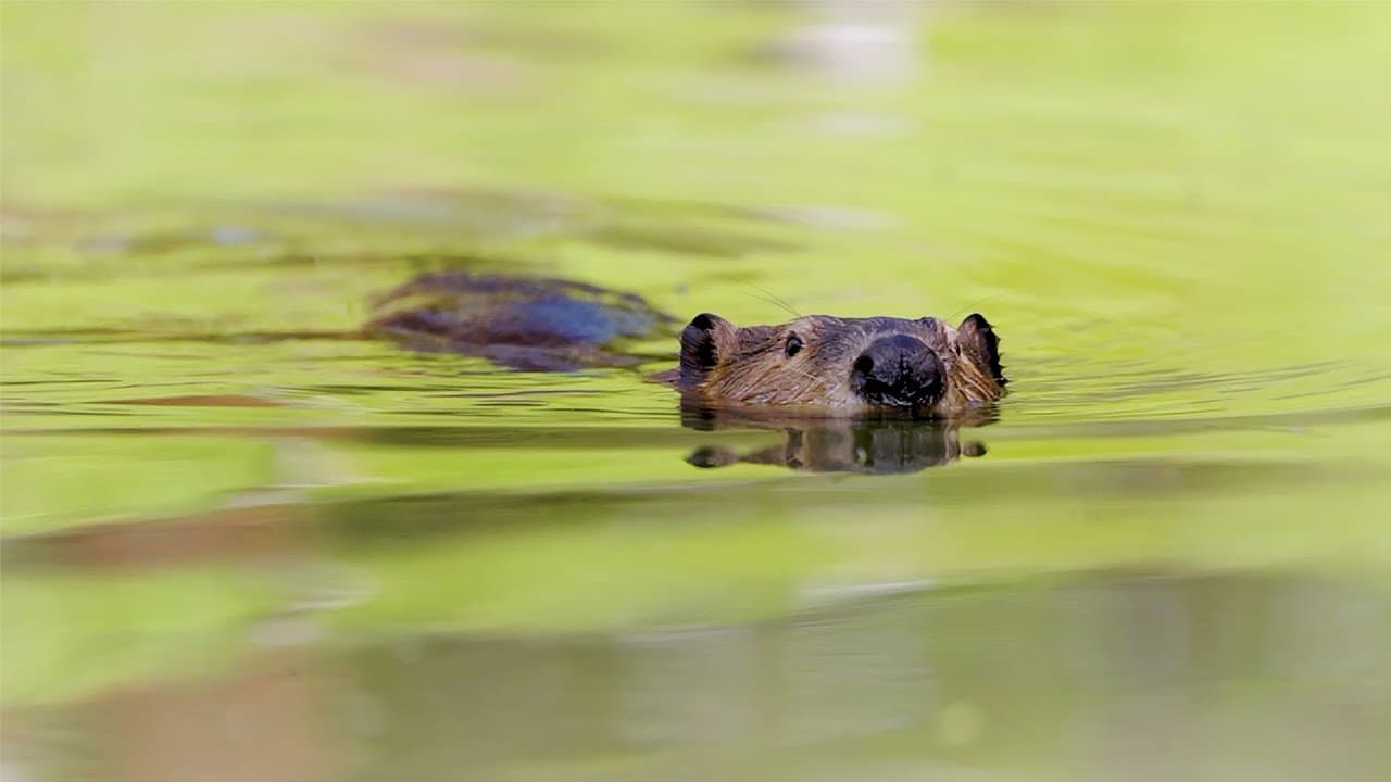 How beavers are helping fight climate change