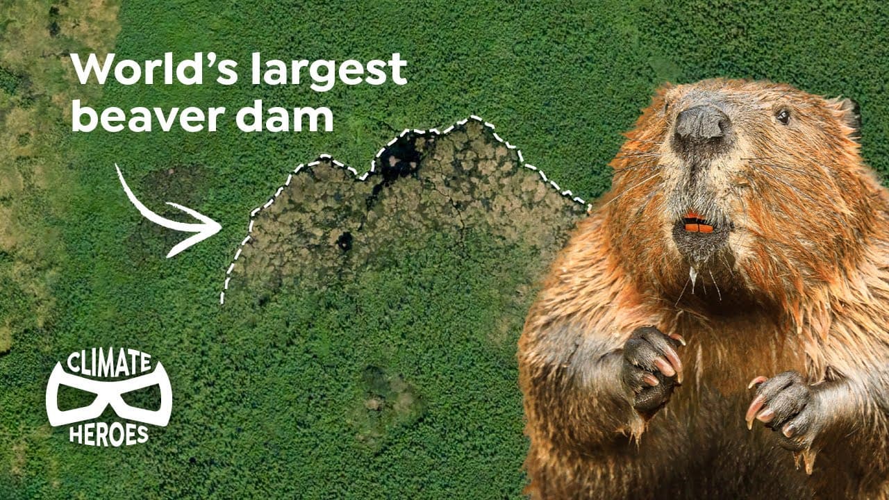 Why beavers are some of the planet’s best engineers